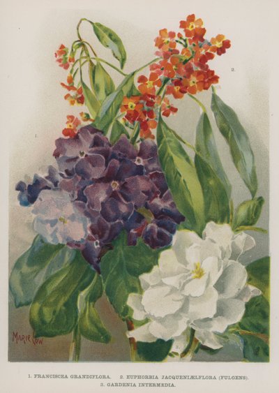 Franciscea Grandiflora, Euphorbia Jacqueniaelflora, Fulgens, Gardenia Intermedia door Marie Low